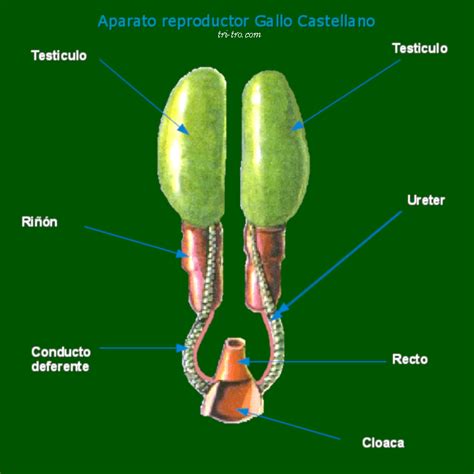 Aparato Reproductor Gallo